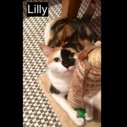 Lilly a cat living with Sharon an Australian woman