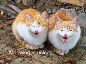 Meowing in unison
