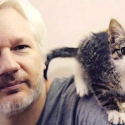 Assange with his cat