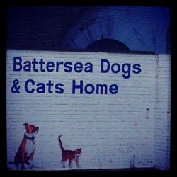 Battersea Dogs and Cats Home