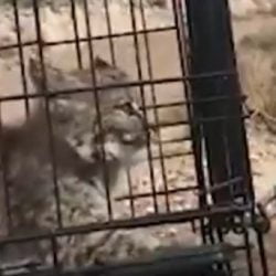 Bobcat kitten being released