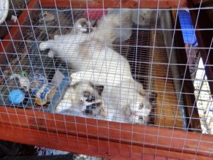 Breeder's Ragdoll cats in a cage