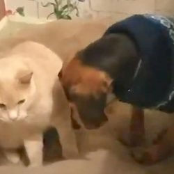 Cat comforts sick blind beagle