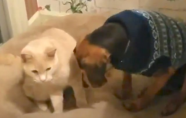 Cat comforts sick blind beagle