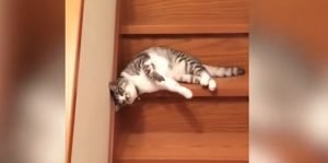 Cat likes to slide down a uncarpeted staircase on his side