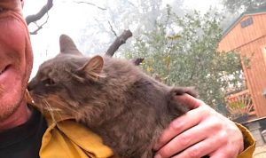 Cat loves firefighter who found her among wreckage of Paradise fire