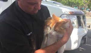 Cat rescued from car engine