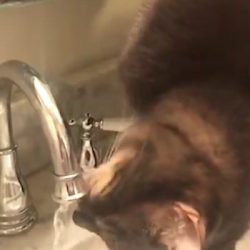 Cat turns on faucet