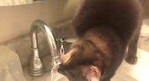 Cat turns on faucet