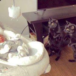 Cats meet baby for first time