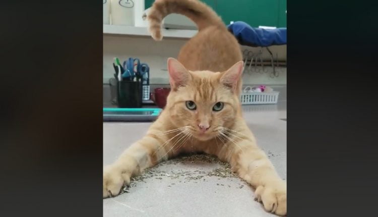 Crackhead ginger tabby cat slides into pile of catnip