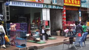 Dog sales China