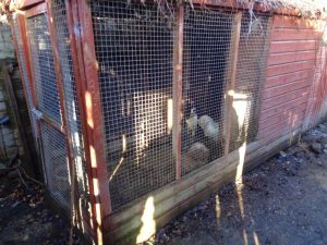 Dogs in outhouse cage
