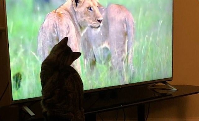 Domestic cats mesmerised by their cousin the lion on tele
