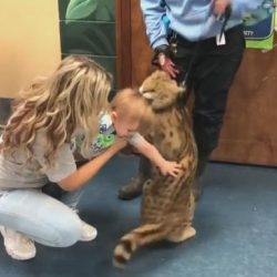 Domesticated serval and zoo ambassador bites child at zoo party