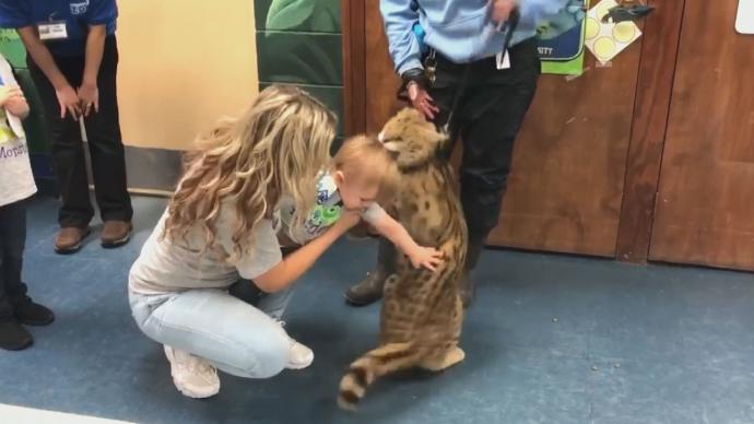 Domesticated serval and zoo ambassador bites child at zoo party