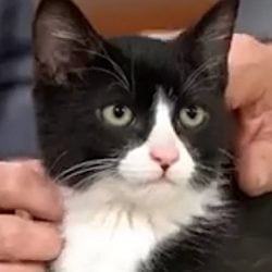 Hannah adopts her kitten who she tried to rescue on highway