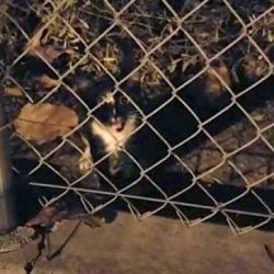 Momo living in parking lot