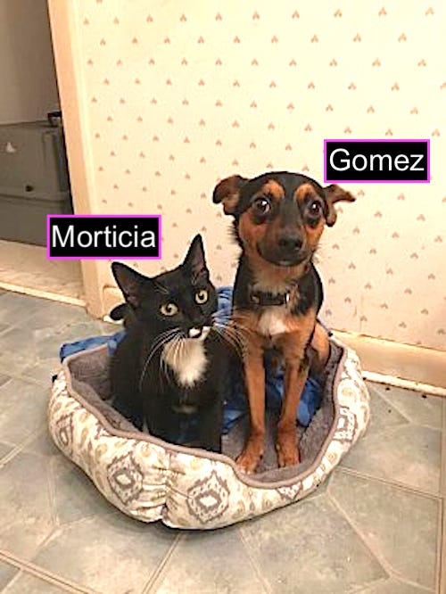 Morticia and Gomez