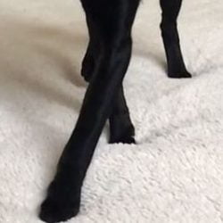 Oriental SH has the longest legs of all the domestic cats