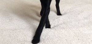 Oriental SH has the longest legs of all the domestic cats