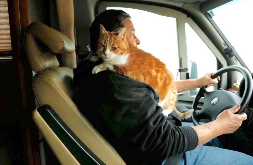 Peaches a ginger tabby cat rides shotgun in RV on return home after Camp Fire evacuation