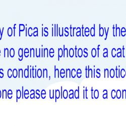 Pica in cats