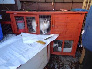 Ragdoll cat in hutch in outhouse