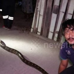 Snake kills six cats