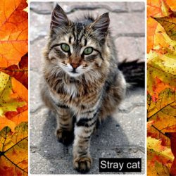 Beautiful tabby stray cat