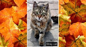 Beautiful tabby stray cat