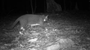 Stray cat in Washington DC caught in camera trap for nee study