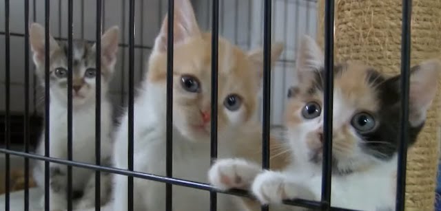 Sullivan County Animal Shelter cats now dead