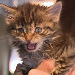 One of the kittens that needs rehoming via foster and probably vet care