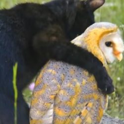 The Owl and The Pussycat