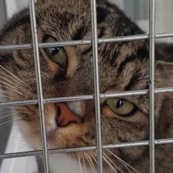 Willow is a 4 year old female tabby in the care of RSPCA Worcester & Mid-Worcestershire Branch. Photo: RSPCA