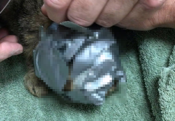 Lucky the duct tape cat as found