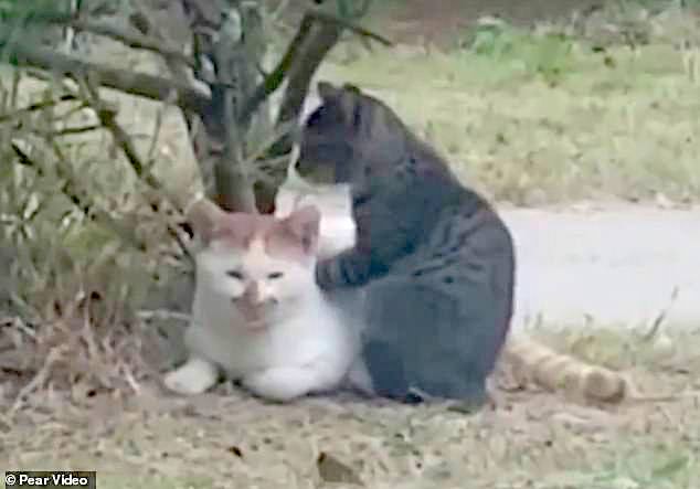 Young cat kneads older cat