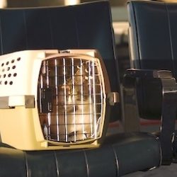 Air travel for cat