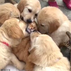 Cat enjoys being licked by Golden Retriever puppies
