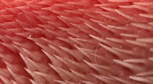 Cat tongue's showing the spines
