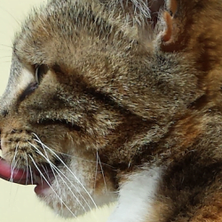 Feline nose lick displacement activity