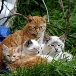 Feral cats