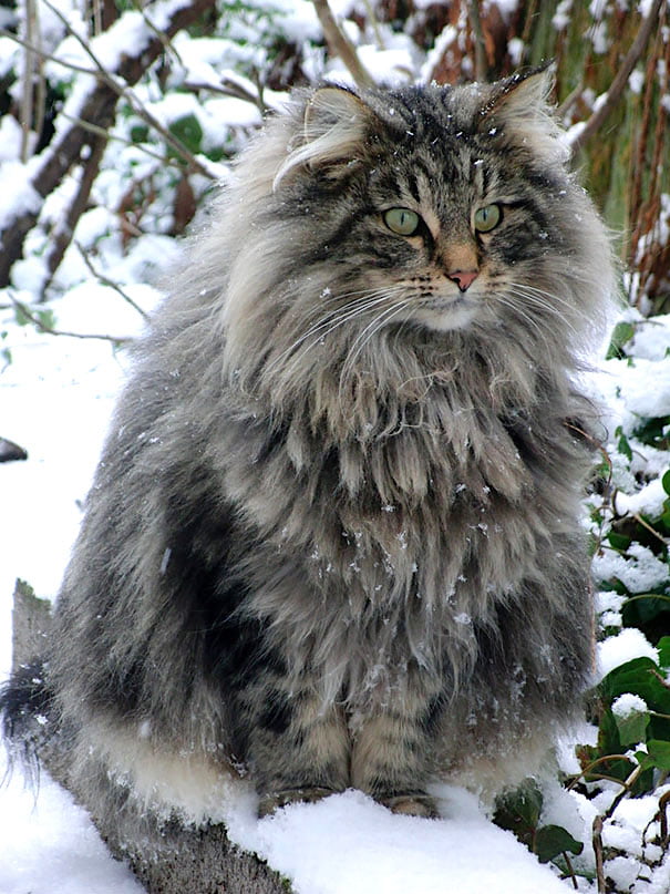 Best domestic cat winter cat coat?