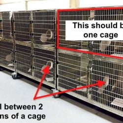 Cages were too small and lacked enrichment