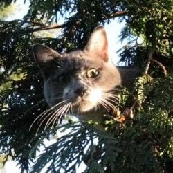 Cat rescued from tree by Dan Kraus1