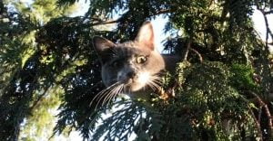 Cat rescued from tree by Dan Kraus1