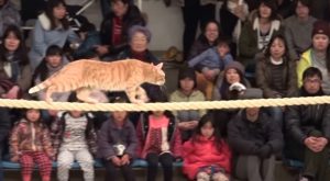 Cat show in Japan