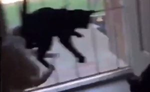 Cats scared by arrival of their dog buddy