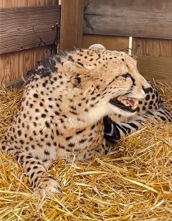 Cheetah meows when calling another cheetah who arrives purring